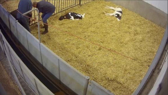 Élevage De Veaux En Bretagne Lassociation L214 Dévoile Une Nouvelle Vidéo Choc De